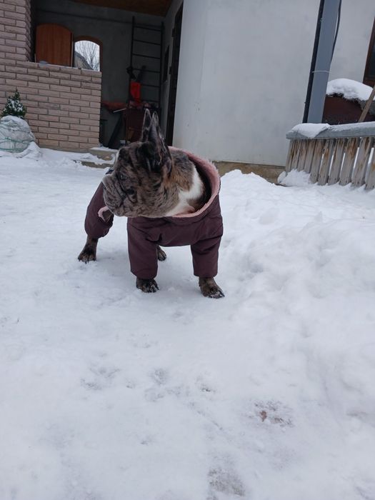 Девочка 5 месяца французский