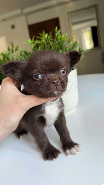 Chłopczyk Czekoladowy Chihuahua Mini 1,8kg z Rodowodem Chipem Max