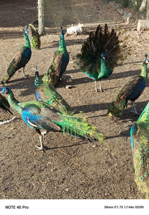 Pawie 2024 szmaragdowe