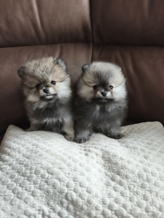 Szpic miniaturowy Pomeranian suczka