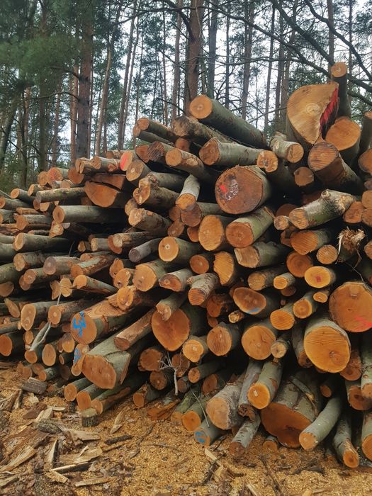 Drewno Opałowe do pieca CO, BUK