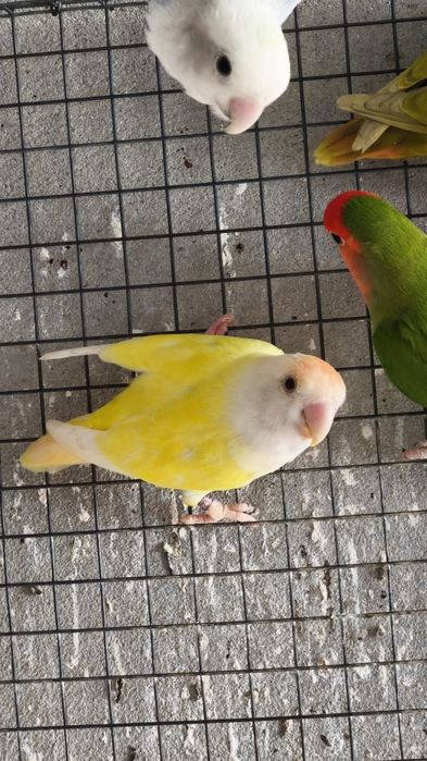 Agapornis roseicollis