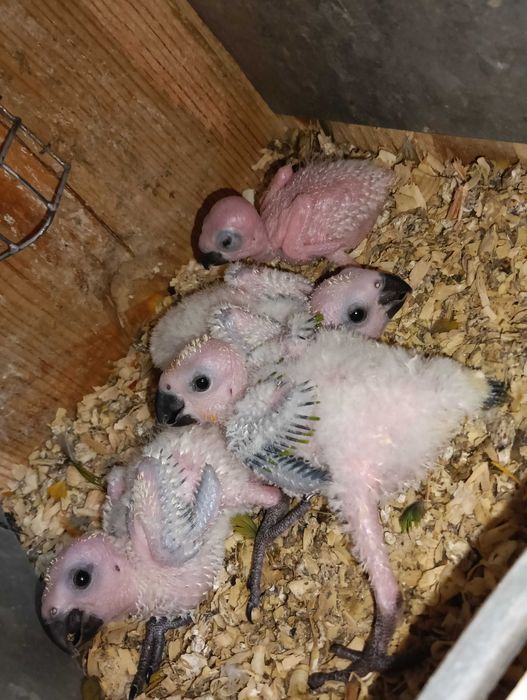 Aratingas Jandayas bebés