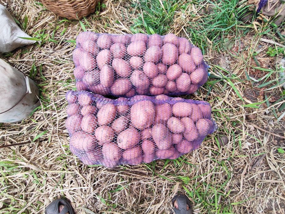 Картопля  цибуля  10-15