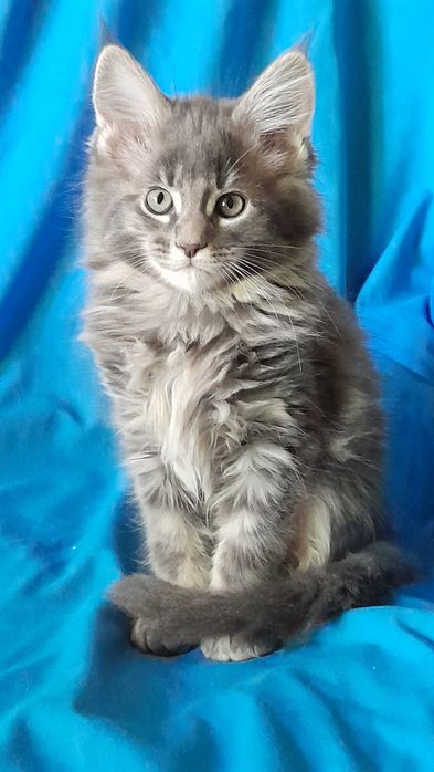 Гарні кошенята мейн кун.