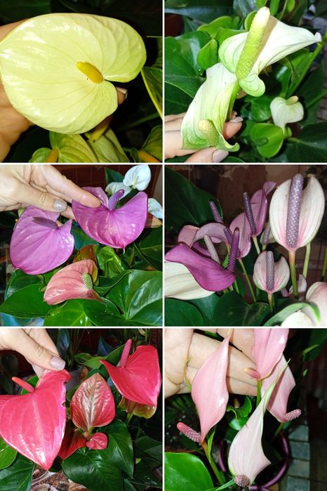 Антуріуми -символ кохання.Та інші декоративно -листяні кімнатні квіти