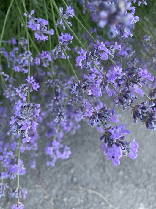 Лаванда/свіжий зріз/букети на сухоцвіти