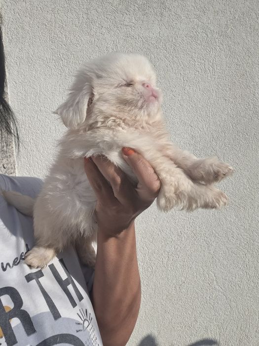 Pequines macho  lindo albino