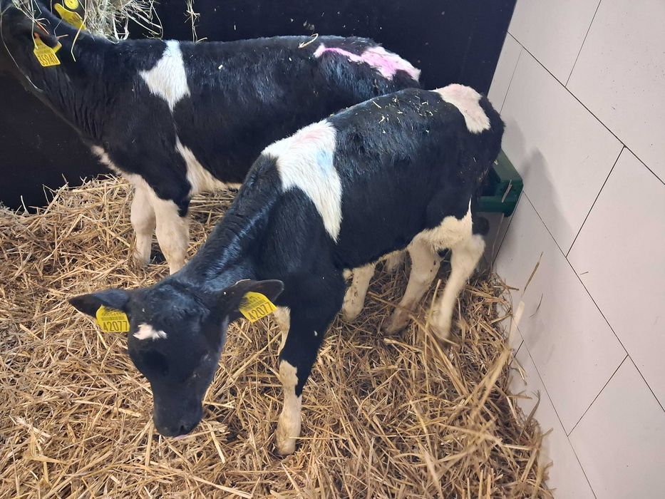 byczki cielęta cielaki polskie