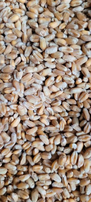 Pszenica ozima, Pszenżyto ozime, Groch