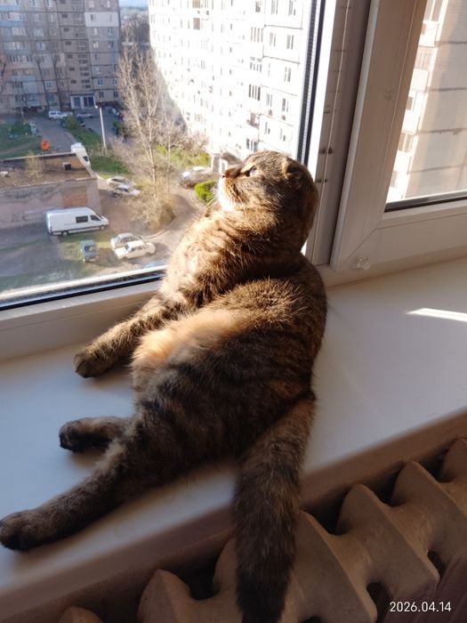 Терміново! Красуня скоттіш-фолд