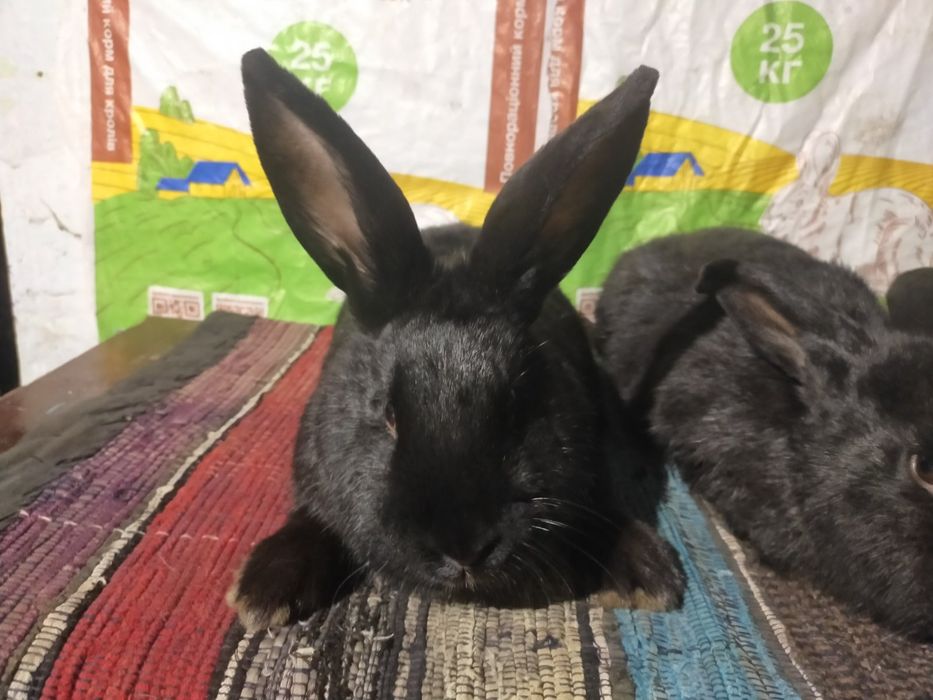 Кролі. Молоді самички німецького строкача