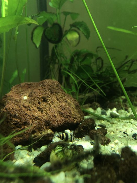 Ślimaki Helenki (Anentome helena) z własnego akwarium