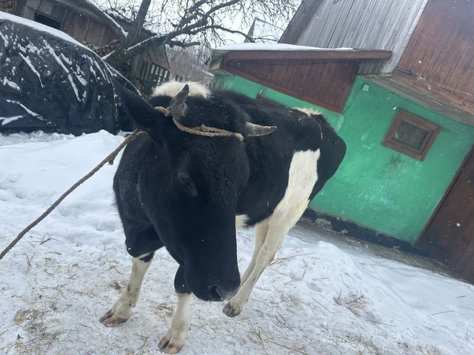 Продам тільну телицю