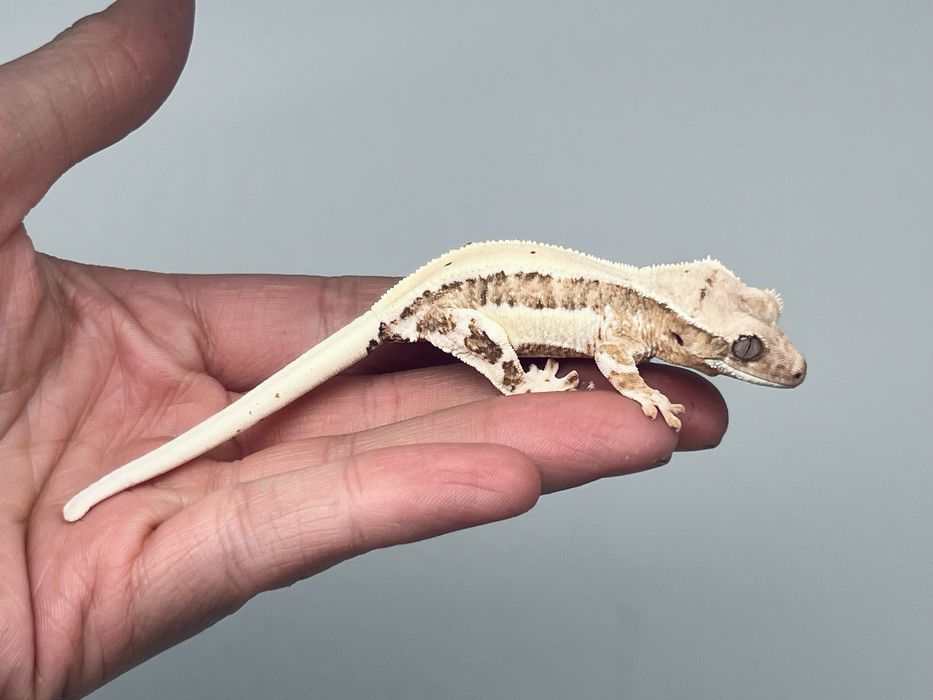 Gekon orzesiony lily white