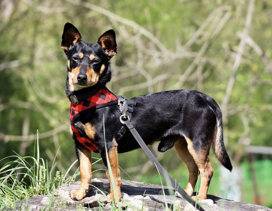 Filip szuka odpowiedzialnego domu