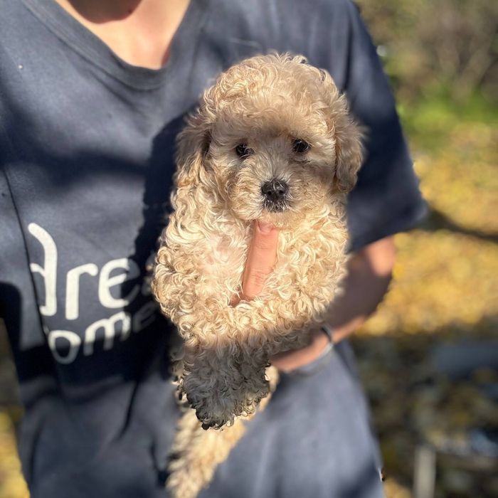 Мини девочка Мальтипу из элитной линии