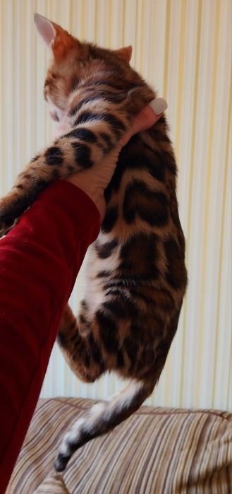 Чистокровні кошенята show class ben 24 WCF.Доставка по Україн