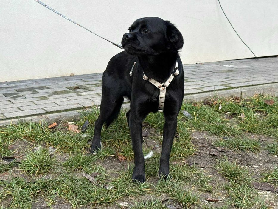 Aruś nieduży psiak do pokochania