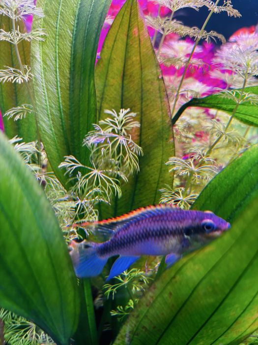 1 escalar, 1 kribensis