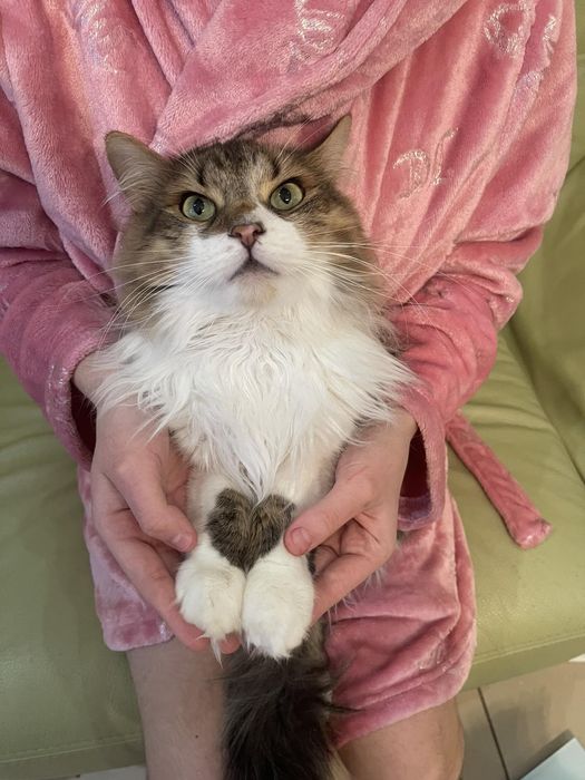 Це Марс. Дуже ніжний і лагідний кіт