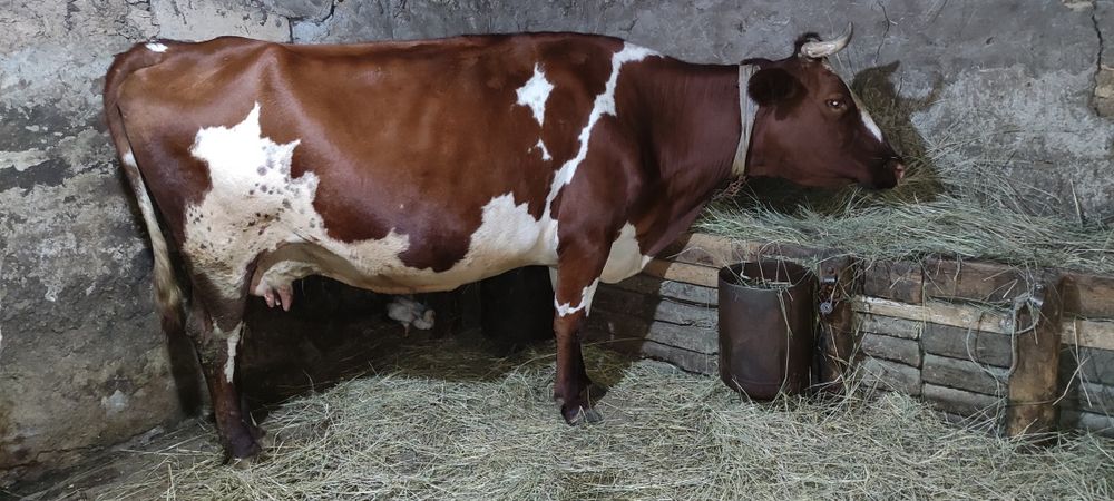 Продам айрширскую корову!