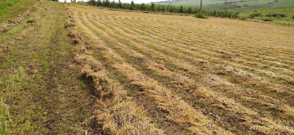 Сіно люцерни у великих квадратних тюках. Доставка, свіже 2025р