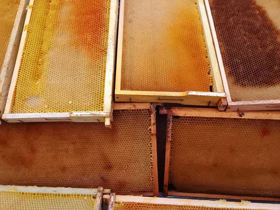 Сушь бджолина рамка Рута 230