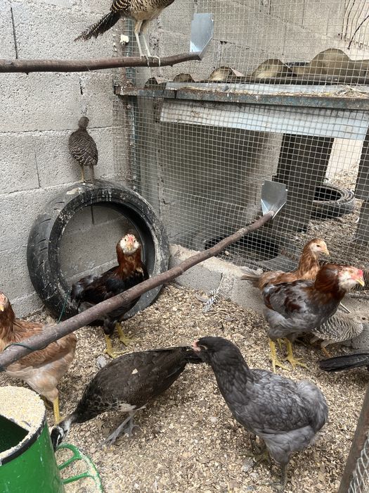 Pavoes, galinhas Araucana, faisoes dourado, lady. Aves 2026