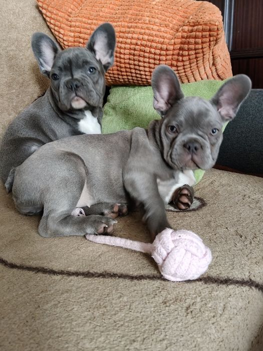 Buldog francuski sunia niebieska by