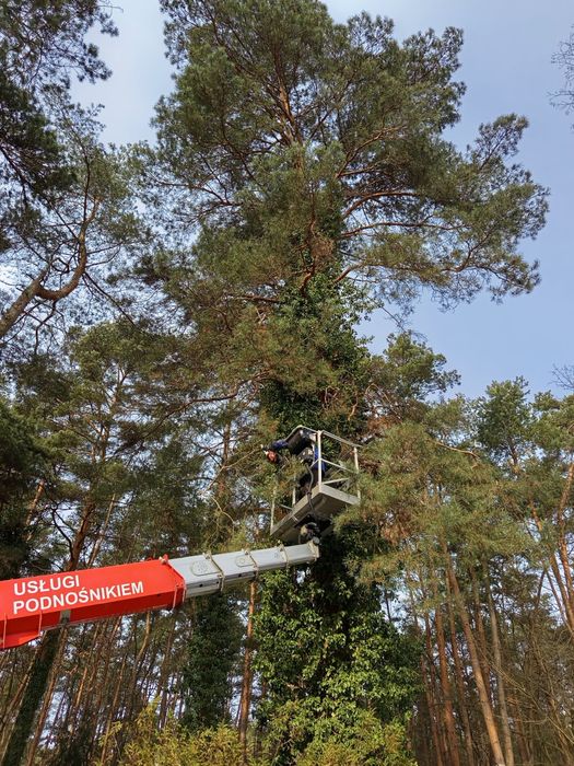 Wycinka drzew czyszczenie działek koszenie