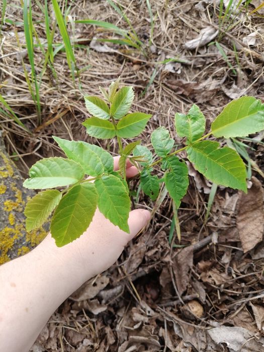 Росток горіха волоського продаю