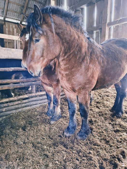 Sprzedam konie zimnokrwiste