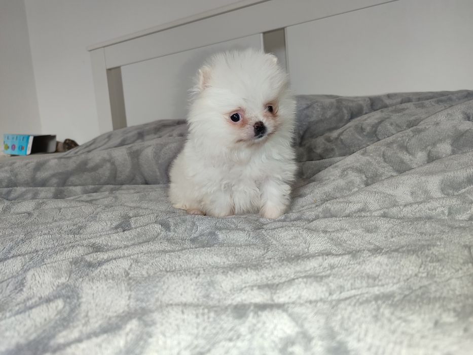 Lulu Pomerânia fêmea branca neve