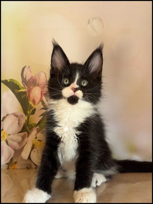 Kocurek Maine Coon Amigo