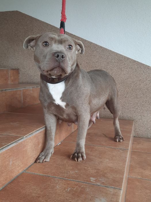 Suczka Stafford shire bull terrier