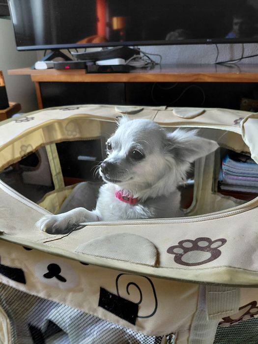 Chihuahua femea branca
