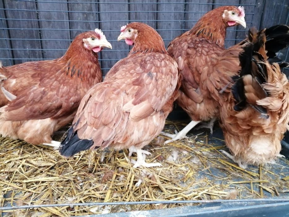 Sprzedam kury nioski rossy młode 19 tygodni