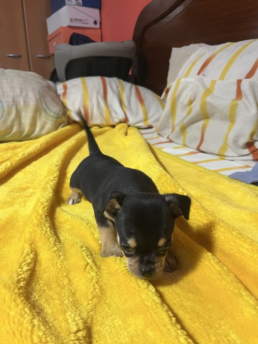Chihuahua macho muito pequena cor