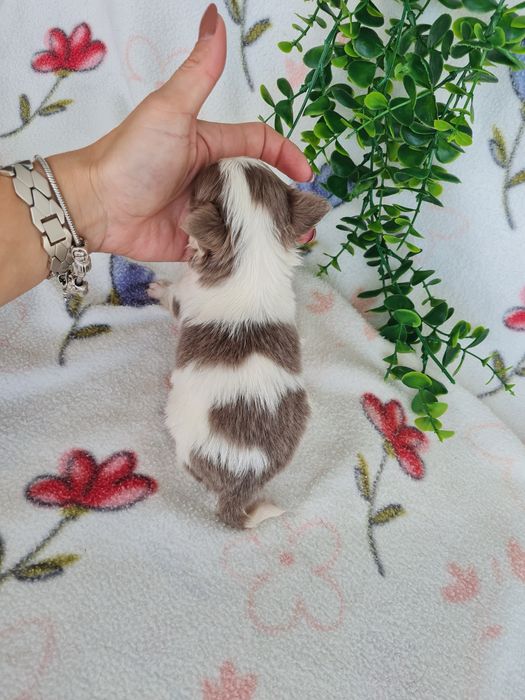 Excelente menino mini pelo longo Chihuahua/Chiuaua Cabeça de Maça,Qualidad
