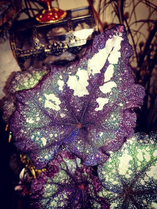 Begonia Rainfall UNIKAT iryzujący i wielka rzadkość wspaniały PREZENT dla kolekcjonera nie monstera variegata
