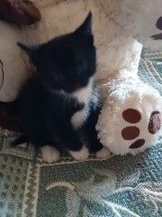 Кошенята, котики, киця