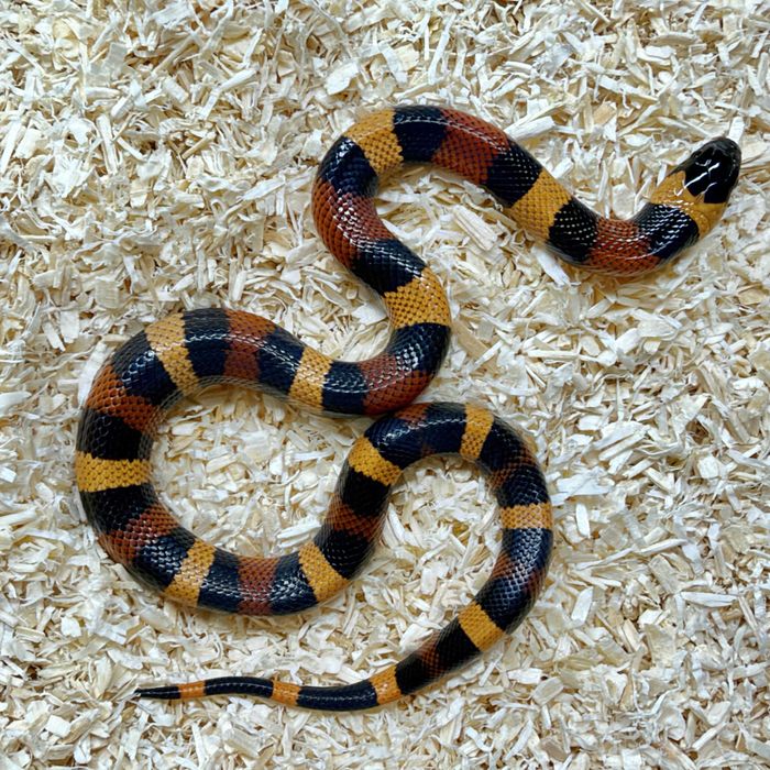 Waz mleczny Lampropeltis polyzona Campbelli mlode