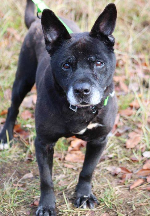 Wesoły, bezproblemowy Lizak szuka domu