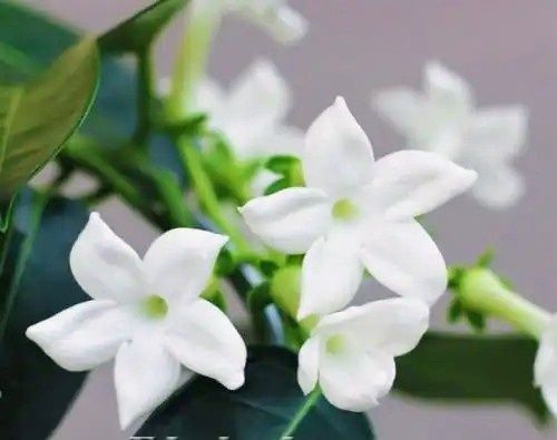 Stephanotis  Семена комнатного цветка
