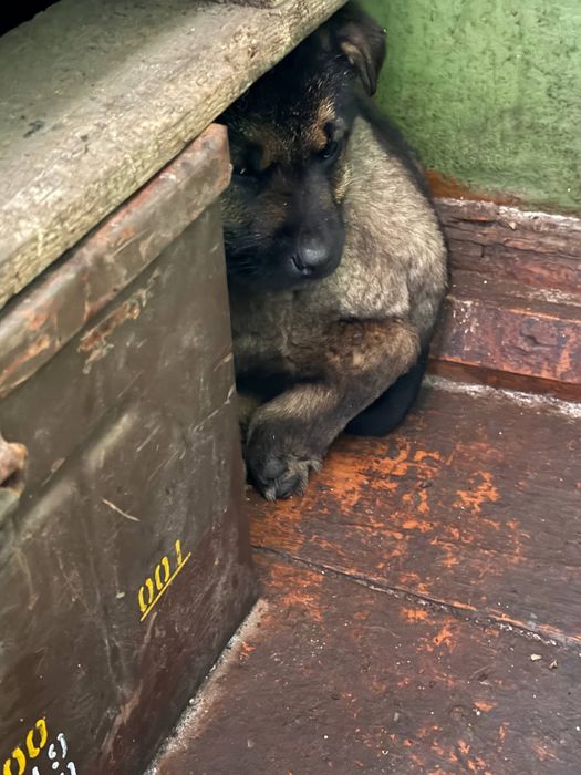 Цуценята у добрі руки