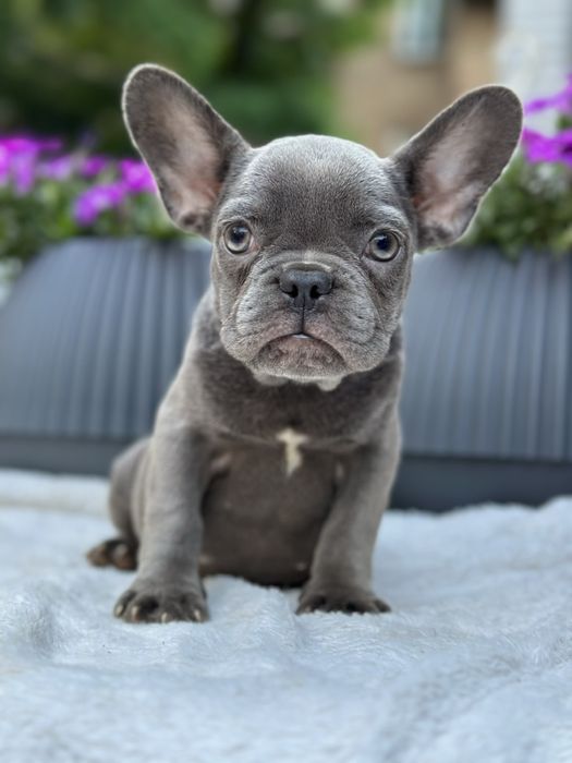 Щенки французского бульдога