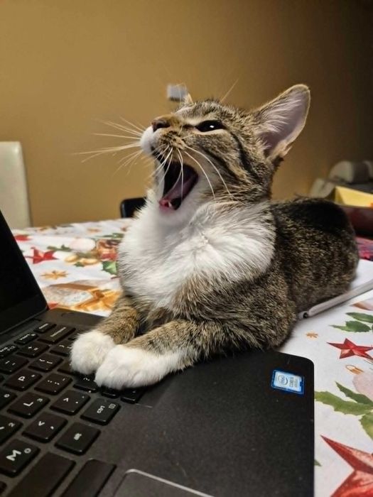 Mgiełka, 7 miesięczna szalona i milutka kicia do adopcji