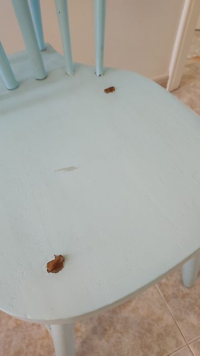 Cadeiras de madeira rabo de bacalhau