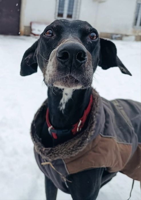 Rokuś błaga o szansę ...czy jeszcze zdąży do domu..